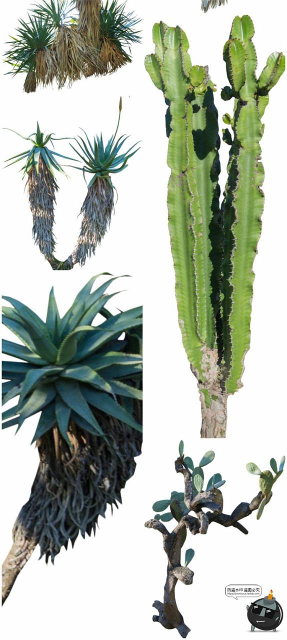 仙人掌沙漠耐旱植物仙人柱图片场景装饰元素后期合成PNG免抠素材-设计猿