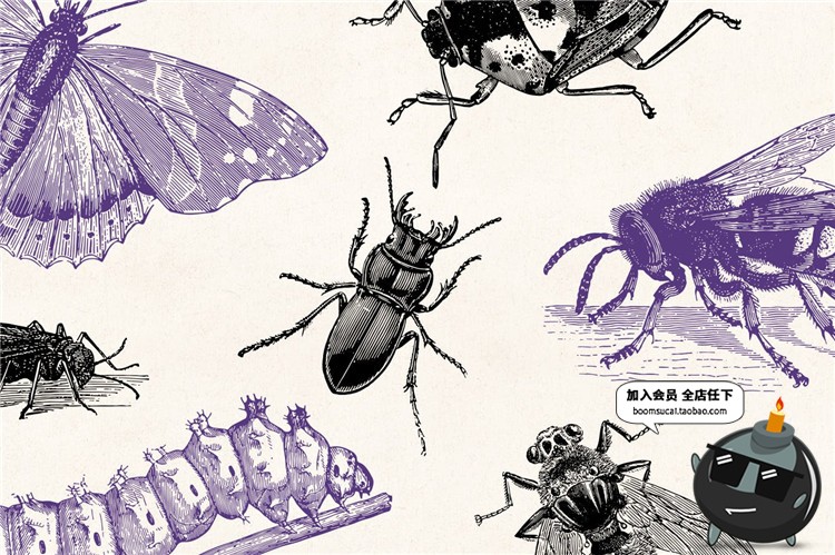 复古手绘风格昆虫苍蝇碟爬虫节肢动物元素PNG免扣AI矢量设计素材-设计猿