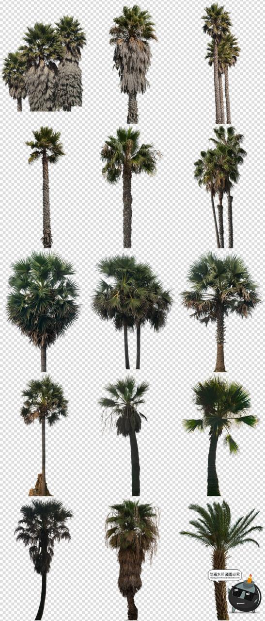 高清棕榈树椰树植物海边树场景装饰元素PNG免抠图片后期合成素材-设计猿