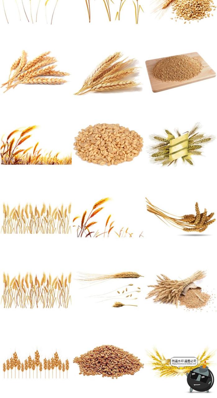 小麦稻穗麦穗粮食金黄成熟水稻大米免扣元素装饰PNG免抠图片素材-设计猿