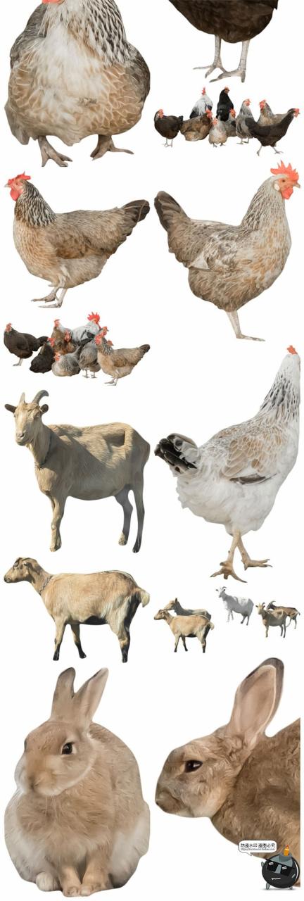 羊鸡兔公鸡母鸡山羊牛牲畜农场场景装饰元素后期合成PNG图片素材-设计猿