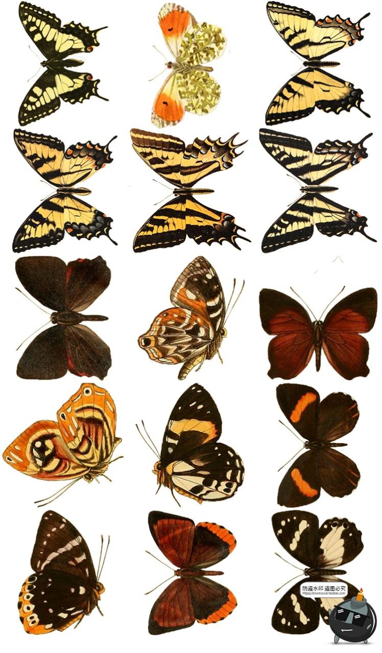 真实蝴蝶飞蛾昆虫彩蝶蛾子标本图片插画后期合成免抠图PNG素材-设计猿