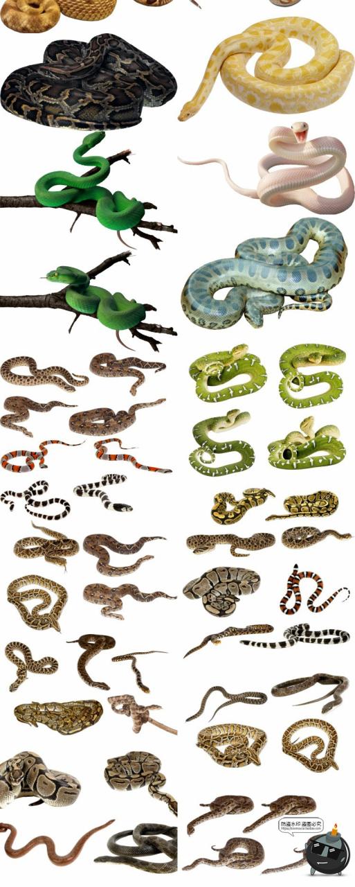 眼镜蛇毒蛇类真实拍动物平面后期场景合成免扣PNG免抠图片素材-设计猿