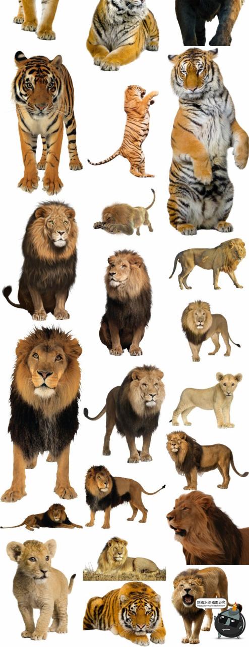 狮子老虎豹子真实拍动物猛兽PNG免抠图片免扣后期场景合成素材-设计猿