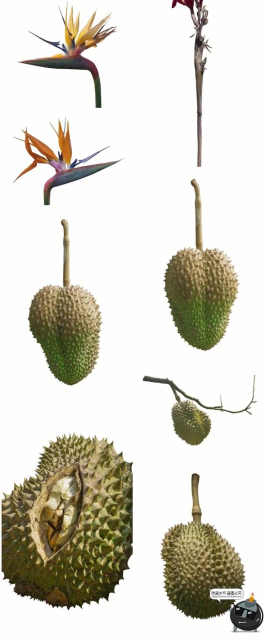 热带植物草叶绿植蕨类雨林PNG免抠图场景后期合成装饰元素PNG素材-设计猿