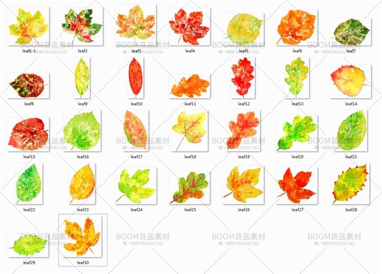 文艺小清新植物水彩彩色树叶落叶图元素剪贴PNG免扣设计插画素材-设计猿