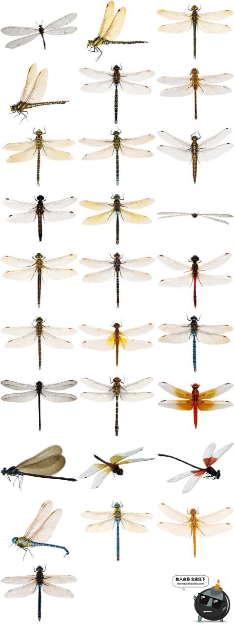 PS真实蜻蜓昆虫飞舞影楼摄影后期PNG免抠图透明背景叠加合成素材-设计猿