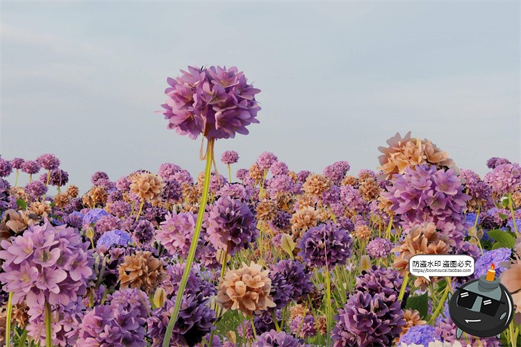 图片[7]-花卉花海植物场景iPhone手机iPad平板笔记本电脑样机PSD模板素材-设计猿
