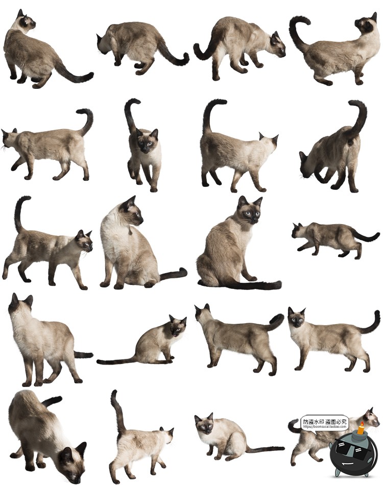 可爱猫咪小猫花猫黑猫小奶猫宠物猫动物免抠PNG透明背景图片素材-设计猿