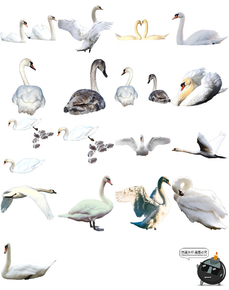 公鸡母鸡小鸡鸭子水鸭大白鹅白天鹅家禽动物免抠PNG透明图片素材-设计猿