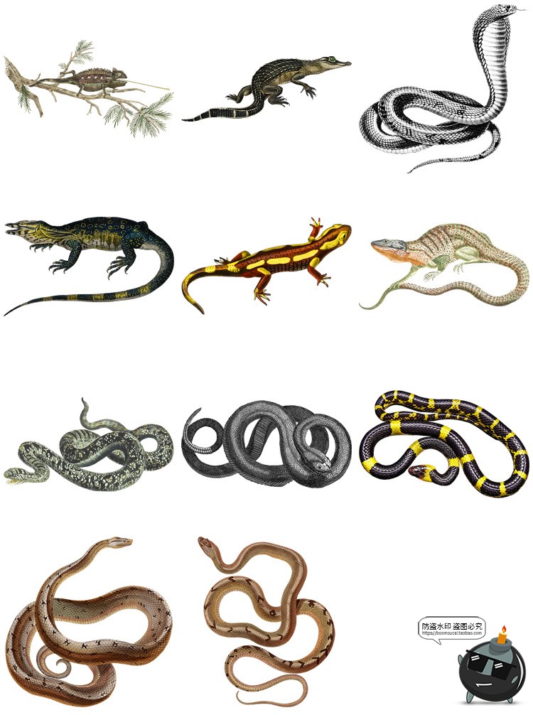 复古手绘哺乳爬行动物昆虫海洋生物插画艺术拼贴PNG免抠剪贴素材-设计猿