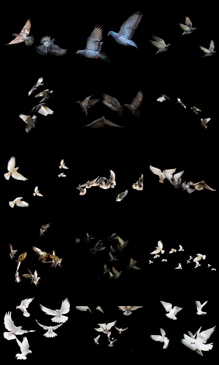 PS友好鸽白色鸽子鸟类鸟群PSD源文件透明背景开业影楼后期PNG素材-设计猿