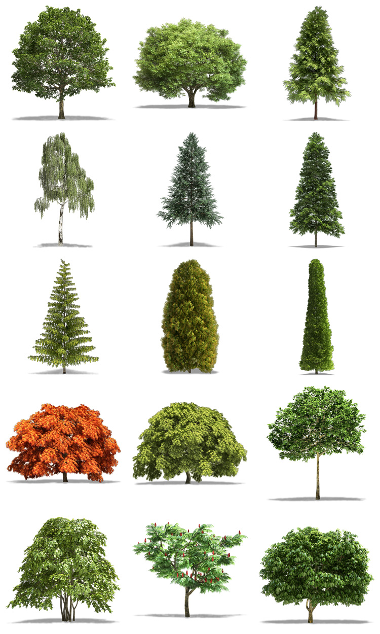 真实独立树木绿植绿化树合成高清图片PNG免抠透明背景PS设计素材-设计猿
