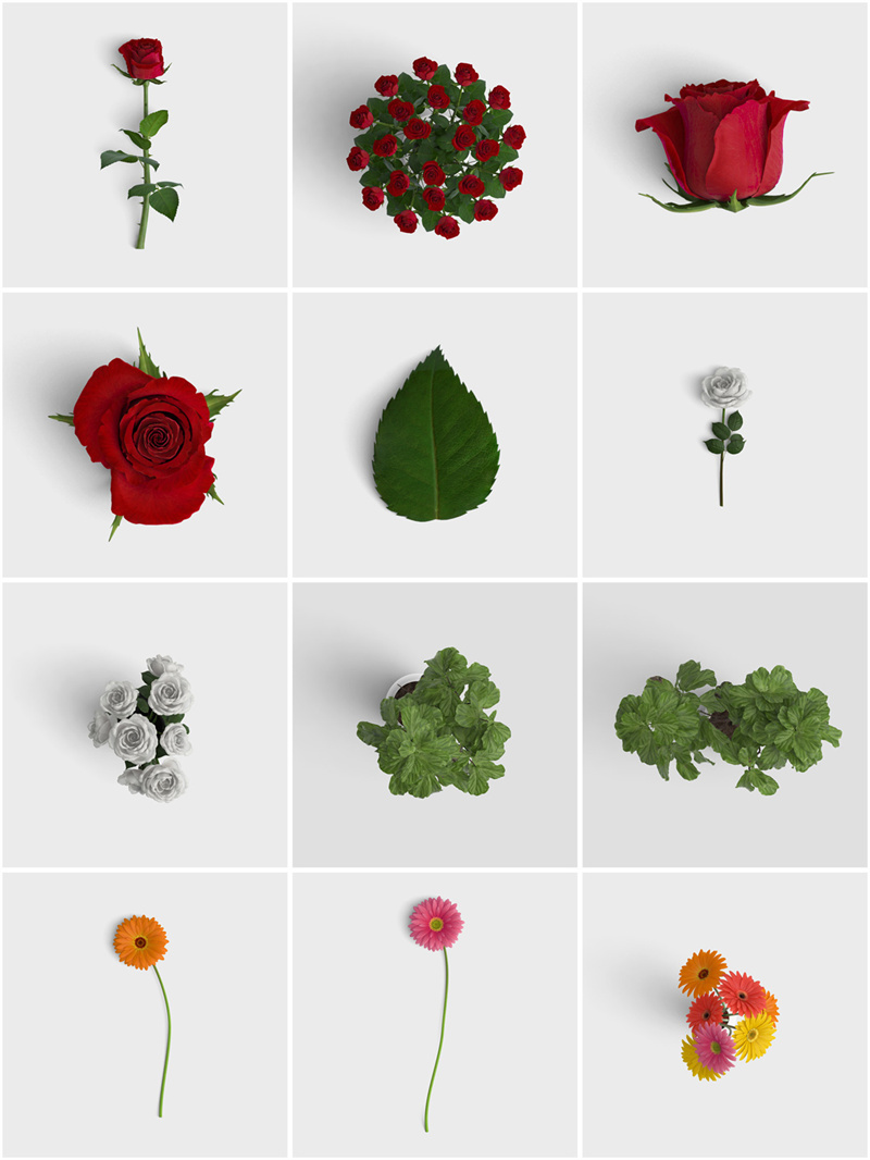 各种真实花卉花瓣绿叶树叶盆栽植物静物免抠图片PSD源文件PS素材-设计猿