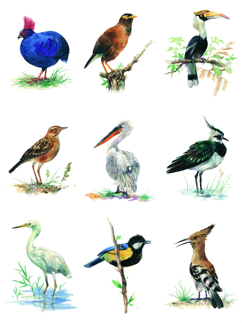 图片[1]-手绘水彩古风JPG鸟类鹦鹉临摹动物插画素材设计装饰JPG图片合集-设计猿