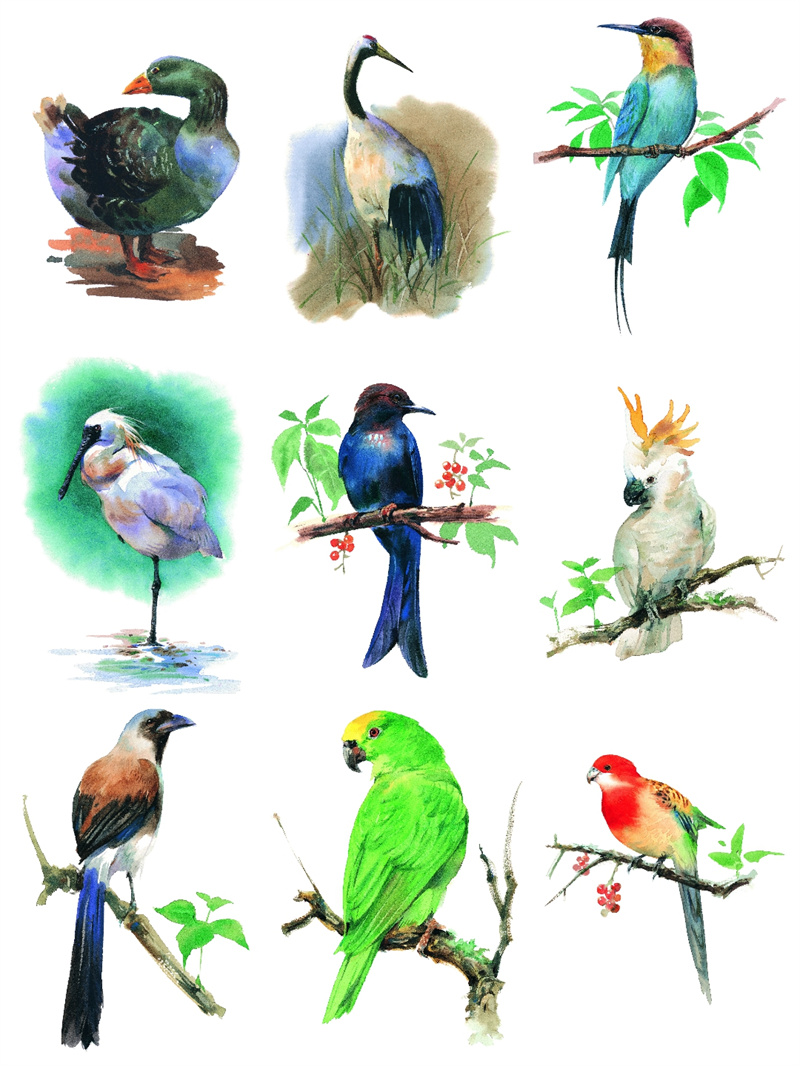 图片[2]-手绘水彩古风JPG鸟类鹦鹉临摹动物插画素材设计装饰JPG图片合集-设计猿