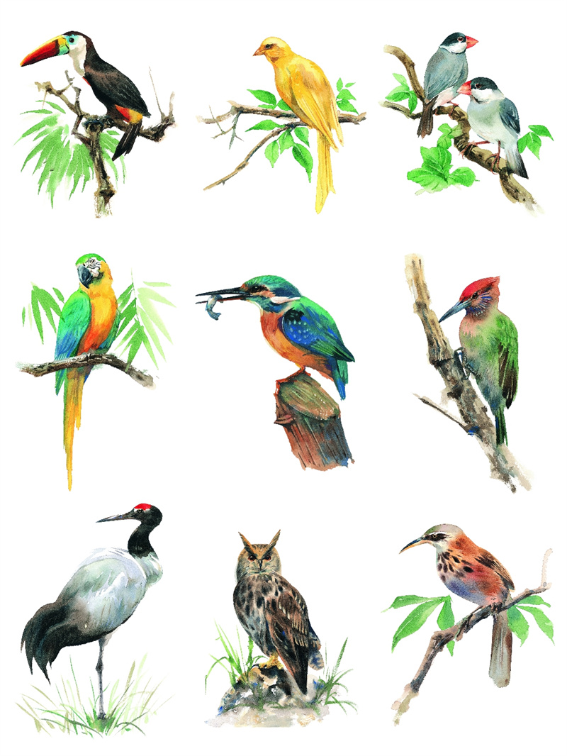 图片[3]-手绘水彩古风JPG鸟类鹦鹉临摹动物插画素材设计装饰JPG图片合集-设计猿