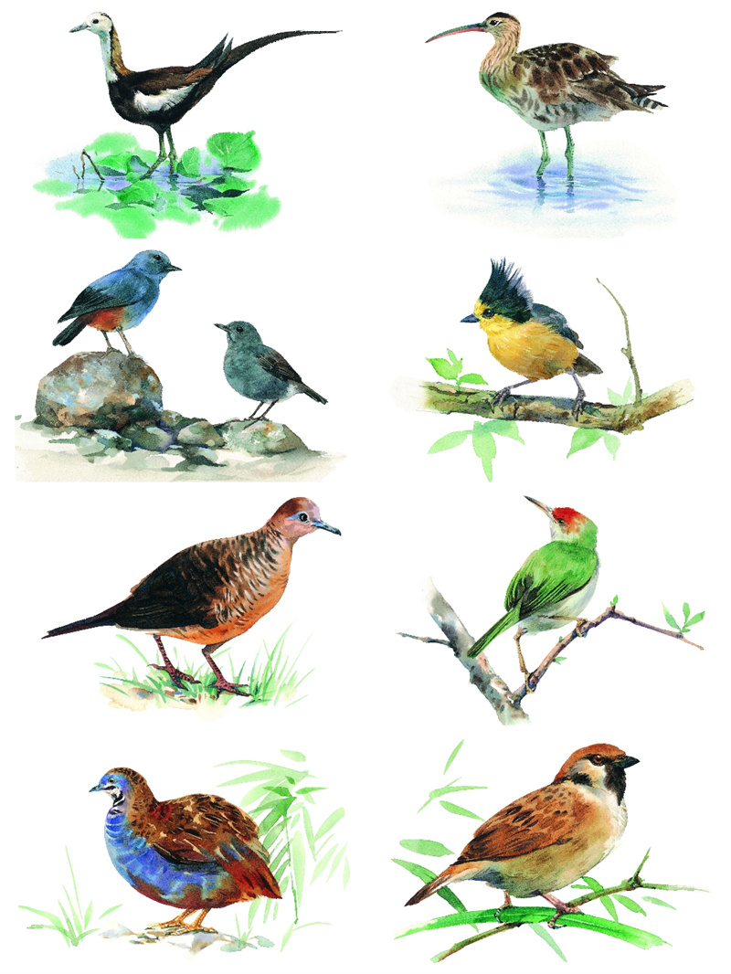 图片[4]-手绘水彩古风JPG鸟类鹦鹉临摹动物插画素材设计装饰JPG图片合集-设计猿