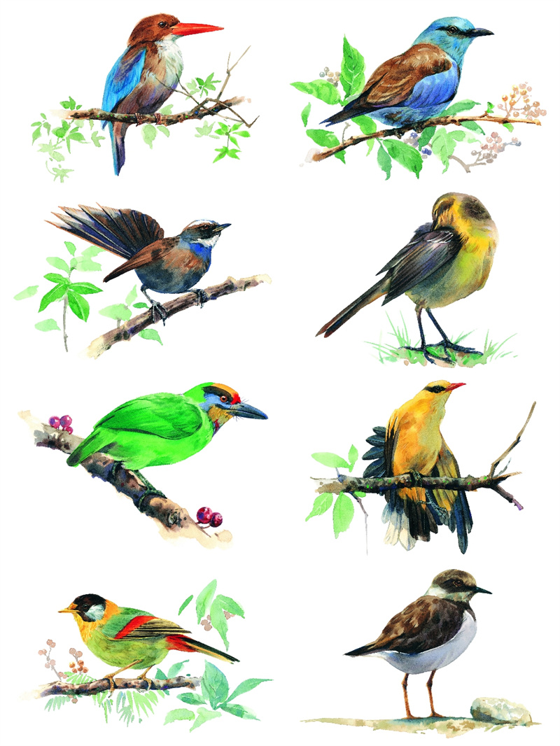 图片[5]-手绘水彩古风JPG鸟类鹦鹉临摹动物插画素材设计装饰JPG图片合集-设计猿