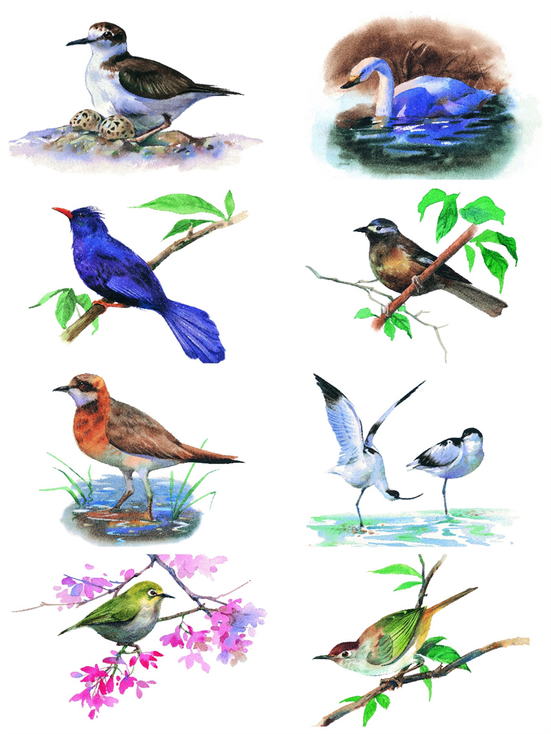 图片[6]-手绘水彩古风JPG鸟类鹦鹉临摹动物插画素材设计装饰JPG图片合集-设计猿