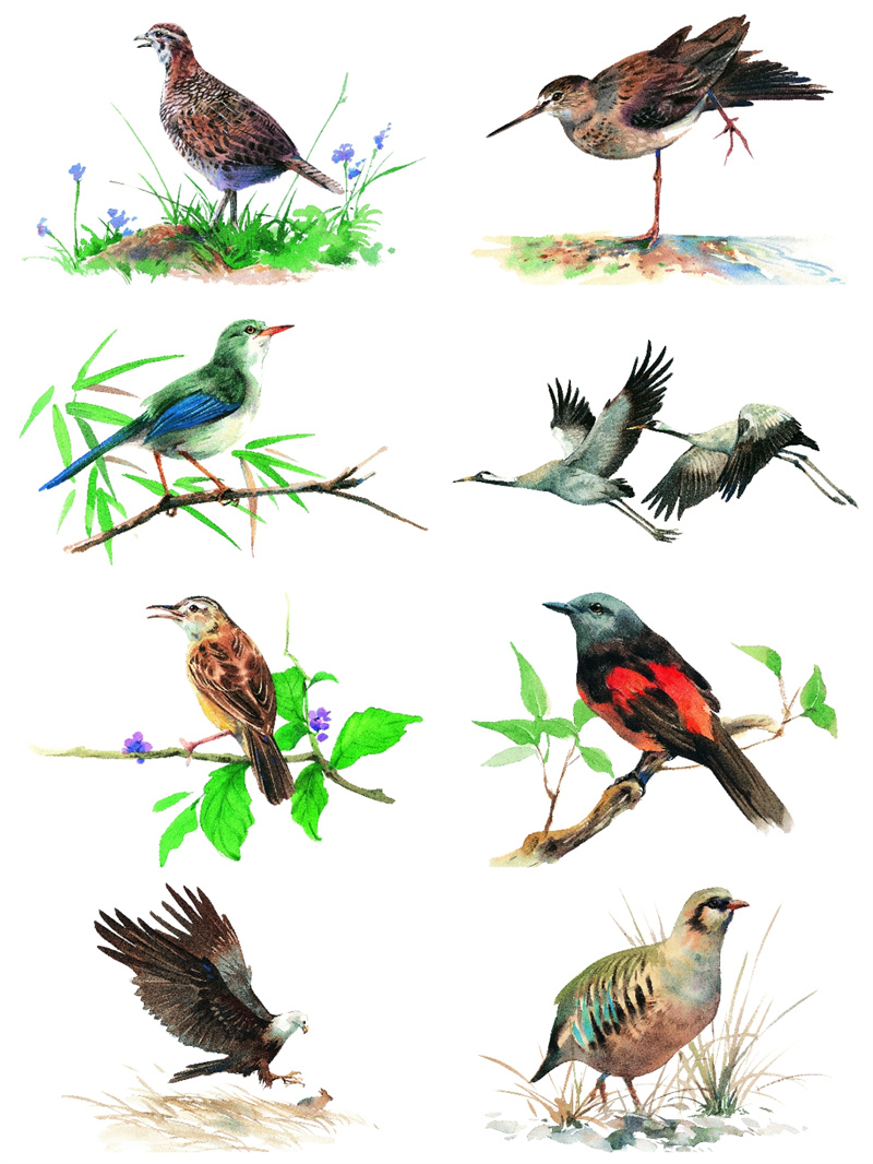 图片[8]-手绘水彩古风JPG鸟类鹦鹉临摹动物插画素材设计装饰JPG图片合集-设计猿