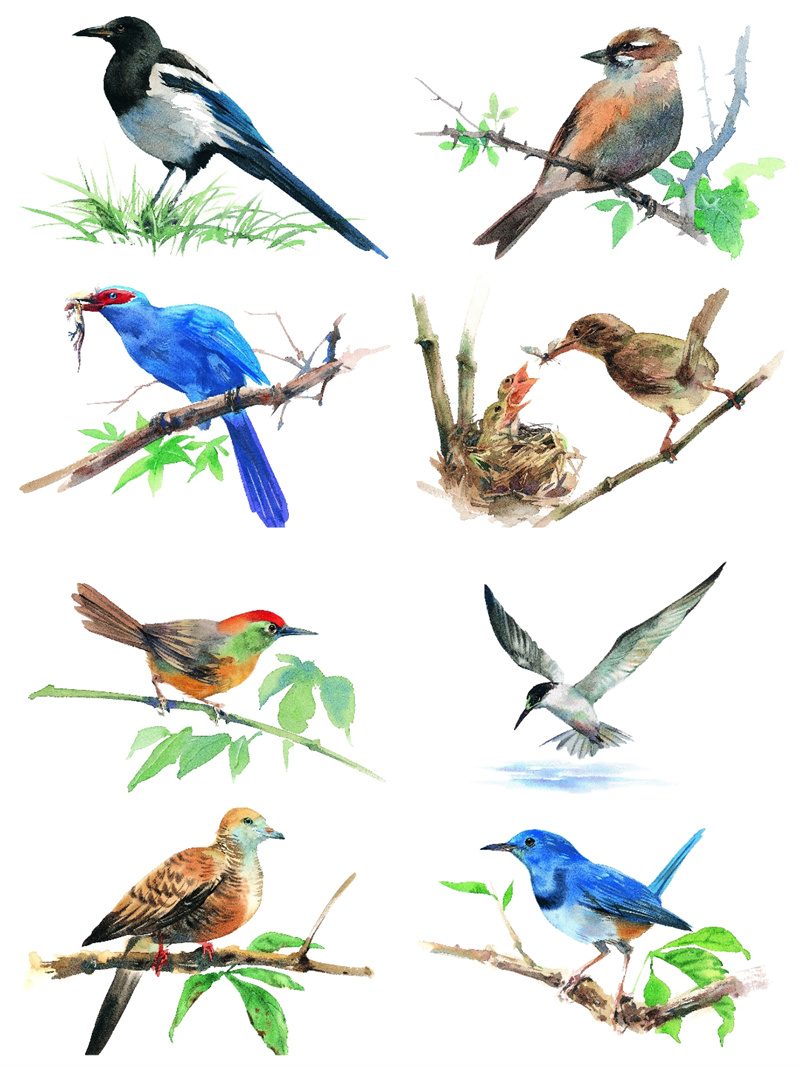 图片[9]-手绘水彩古风JPG鸟类鹦鹉临摹动物插画素材设计装饰JPG图片合集-设计猿