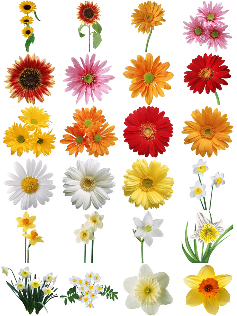 欧美复古古典手绘植物花朵鲜花装饰包合集透明背景PNG免抠PS素材-设计猿