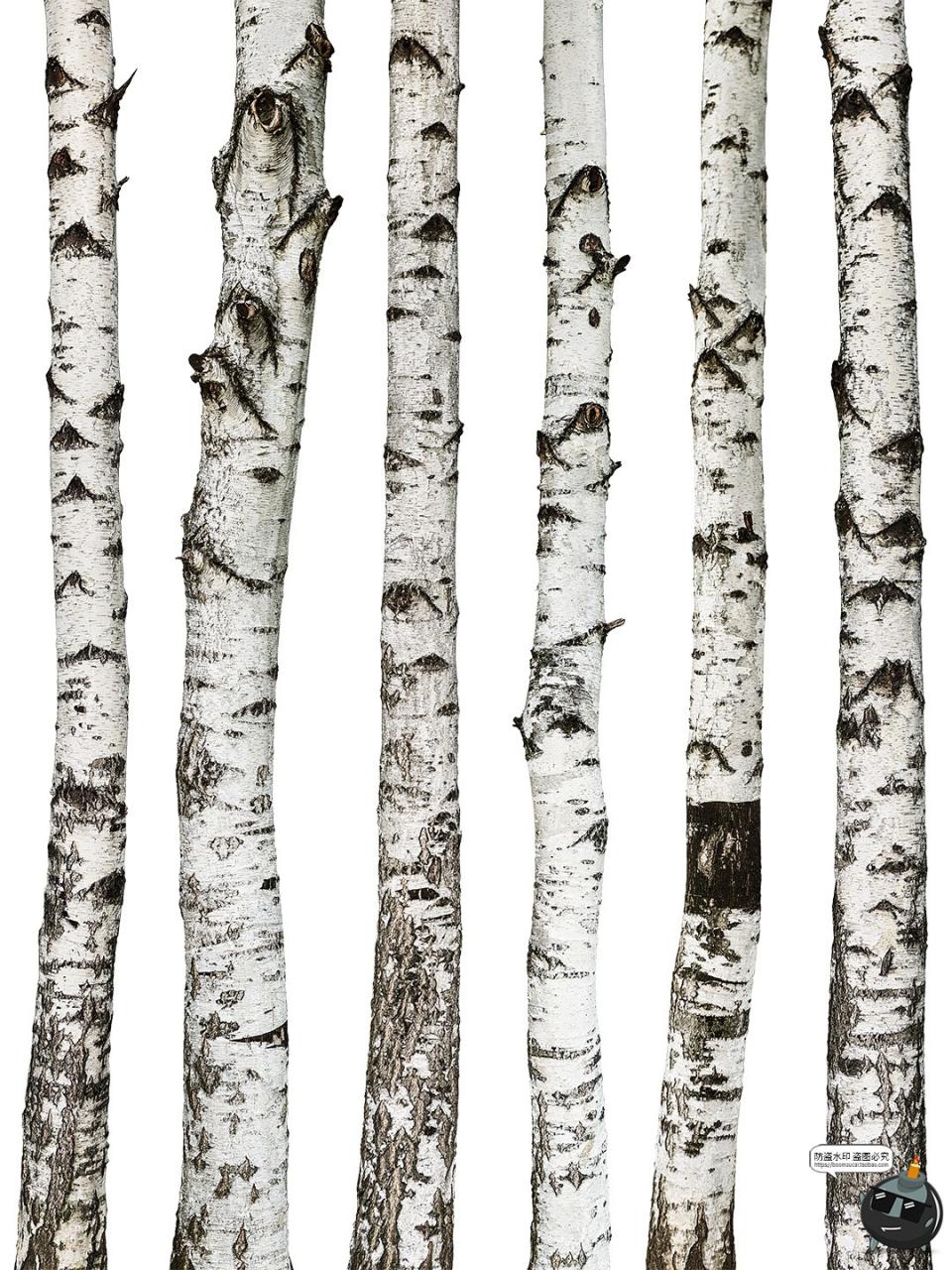 高清白桦树树干自然树皮表面干裂粗糙纹理PNG免抠格式图片素材-设计猿