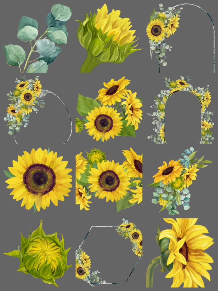 图片[2]-手绘水彩向日葵花朵叶子植物边框插画邀请函装饰PNG免扣设计素材-设计猿