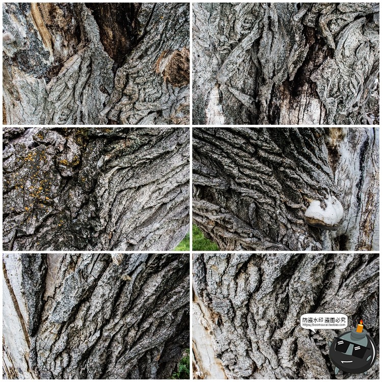 图片[11]-真实树木树皮纹理裂纹木纹材质贴图后期合成JPG背景高清图片素材-设计猿