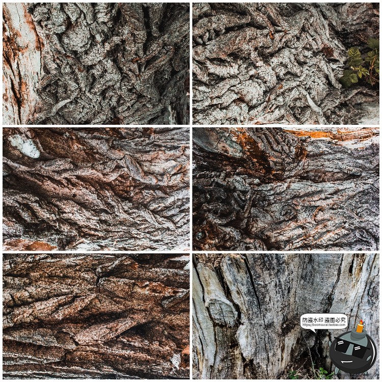 图片[12]-真实树木树皮纹理裂纹木纹材质贴图后期合成JPG背景高清图片素材-设计猿