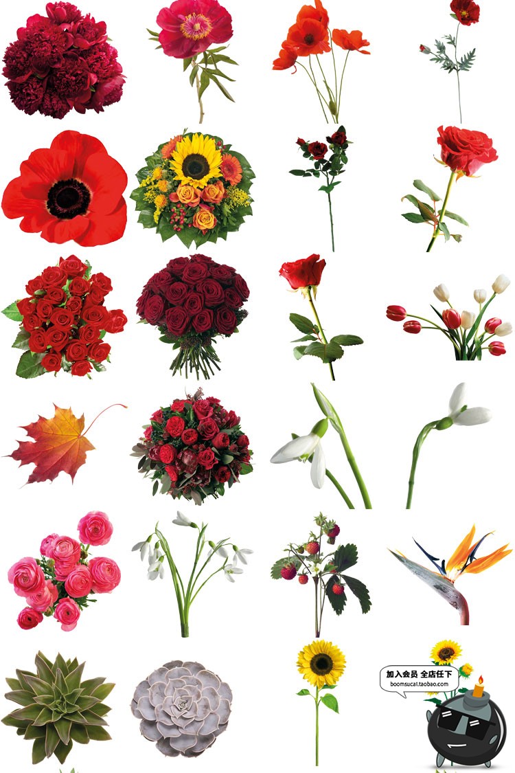 图片[3]-真实鲜花花束花朵装饰影楼后期设计高清图PNG透明免抠图片PS素材-设计猿