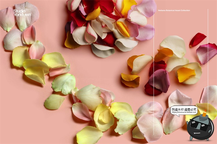 图片[6]-艺术鲜花花卉花瓣玫瑰树叶装饰元素插画PSD分层源文件模板PS素材-设计猿