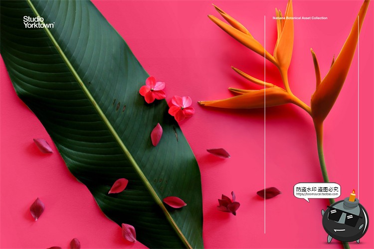 图片[15]-艺术鲜花花卉花瓣玫瑰树叶装饰元素插画PSD分层源文件模板PS素材-设计猿