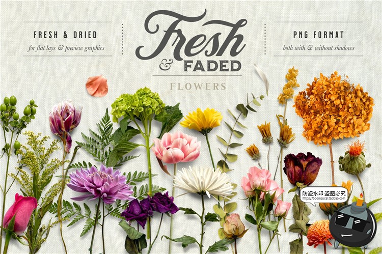 图片[1]-新鲜&干枯鲜花花卉玫瑰植物叶子平躺场景装饰元素PNG免抠插画素材-设计猿