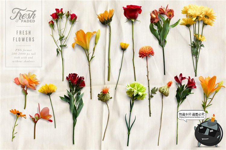 图片[2]-新鲜&干枯鲜花花卉玫瑰植物叶子平躺场景装饰元素PNG免抠插画素材-设计猿