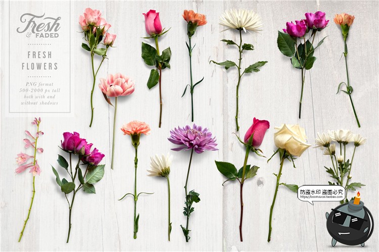 图片[4]-新鲜&干枯鲜花花卉玫瑰植物叶子平躺场景装饰元素PNG免抠插画素材-设计猿