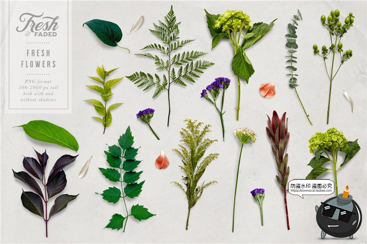 图片[5]-新鲜&干枯鲜花花卉玫瑰植物叶子平躺场景装饰元素PNG免抠插画素材-设计猿