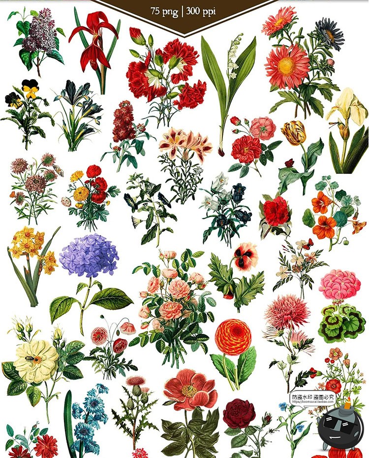 图片[2]-美式复古手绘鲜花植物花卉图案插画装饰PNG免抠高清图片PS素材-设计猿