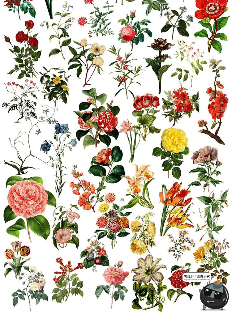 图片[3]-美式复古手绘鲜花植物花卉图案插画装饰PNG免抠高清图片PS素材-设计猿