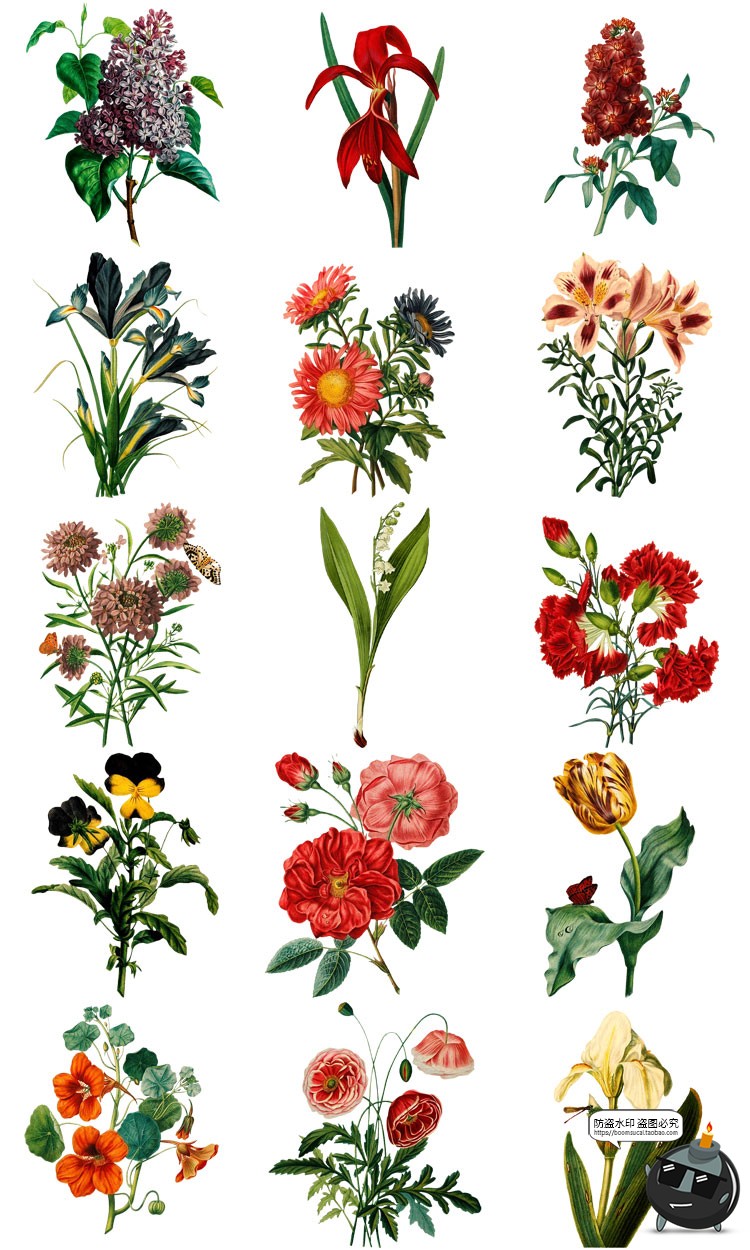 图片[4]-美式复古手绘鲜花植物花卉图案插画装饰PNG免抠高清图片PS素材-设计猿