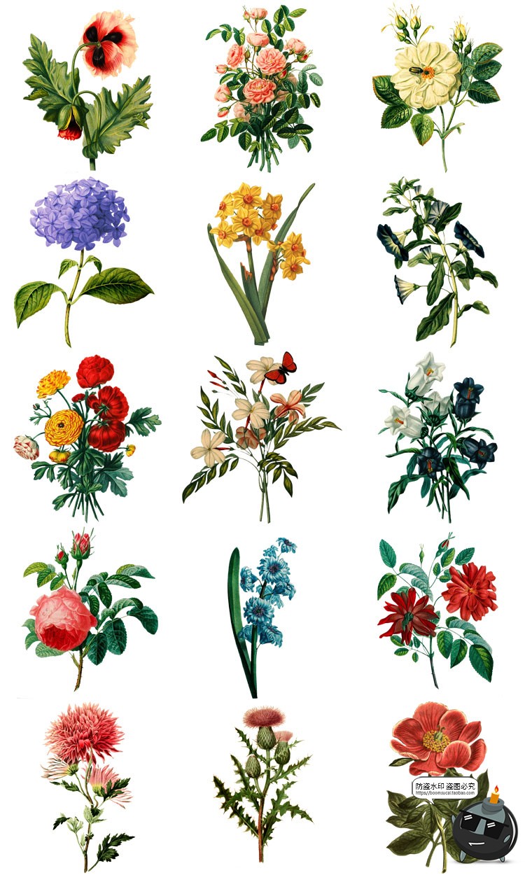 图片[5]-美式复古手绘鲜花植物花卉图案插画装饰PNG免抠高清图片PS素材-设计猿