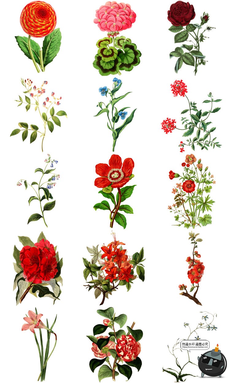 图片[6]-美式复古手绘鲜花植物花卉图案插画装饰PNG免抠高清图片PS素材-设计猿