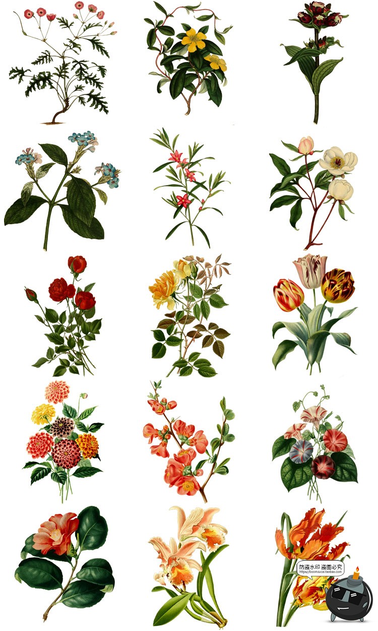 图片[7]-美式复古手绘鲜花植物花卉图案插画装饰PNG免抠高清图片PS素材-设计猿