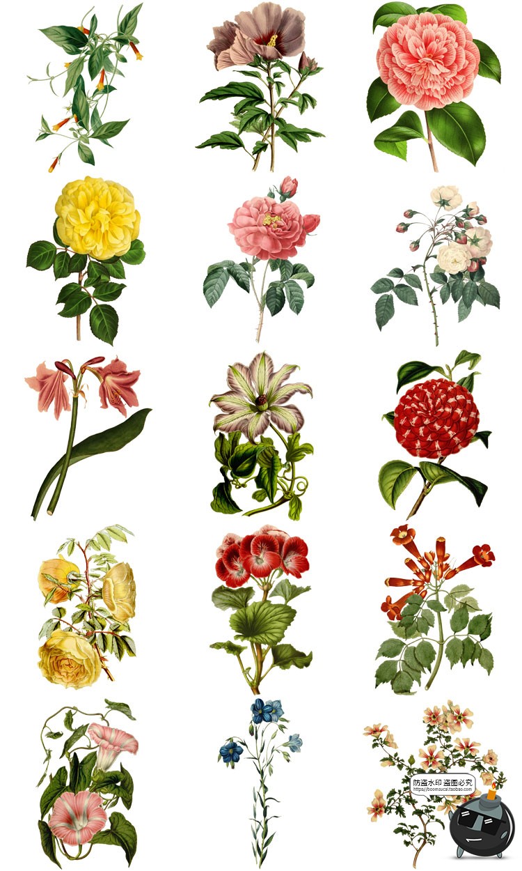 图片[8]-美式复古手绘鲜花植物花卉图案插画装饰PNG免抠高清图片PS素材-设计猿