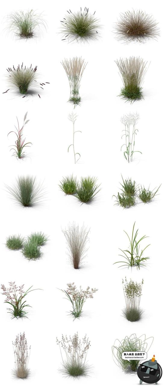 图片[3]-小麦芦苇小草丛草芦三叶草蕨类植物杂草PNG免扣后期PSD合成PS素材-设计猿