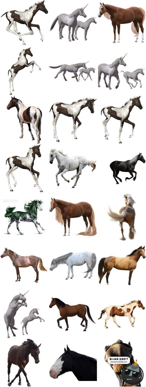 图片[2]-马图片飞马草原马骏马奔跑站立广告宣传海报高清图片PNG免抠素材-设计猿