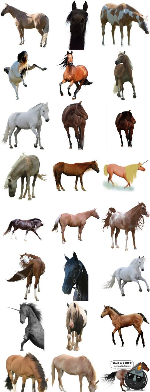 图片[5]-马图片飞马草原马骏马奔跑站立广告宣传海报高清图片PNG免抠素材-设计猿