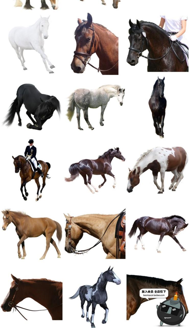 图片[6]-马图片飞马草原马骏马奔跑站立广告宣传海报高清图片PNG免抠素材-设计猿