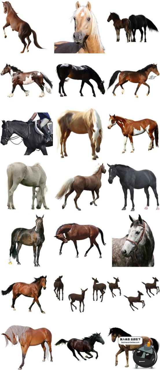 图片[7]-马图片飞马草原马骏马奔跑站立广告宣传海报高清图片PNG免抠素材-设计猿